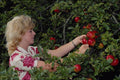 513095 Apple Picking A4 Photo Print