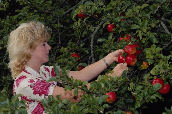 513095 Apple Picking A4 Photo Print