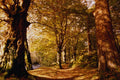 513096 Woodland Scene, England A4 Photo Print