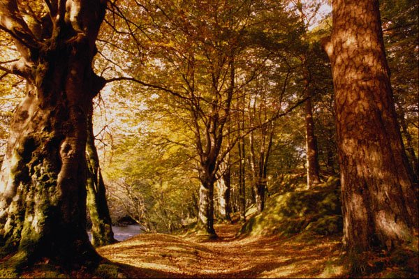513096 Woodland Scene, England A4 Photo Print