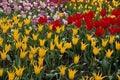 513099 Cherry Tree And Tulips A4 Photo Print