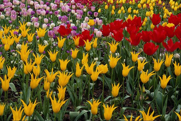 513099 Cherry Tree And Tulips A4 Photo Print