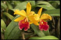 514000 Red And Yellow Cattleya Orchid A4 Photo Print