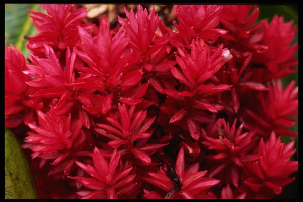514001 Ginger Flowers, Puerto Rico A4 Photo Print