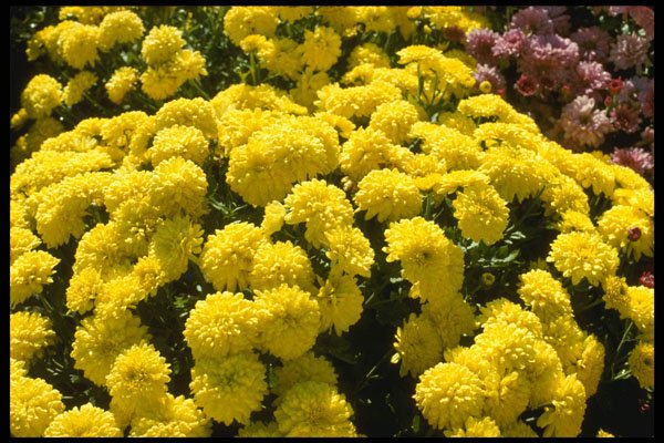 514002 Chrysanthemums A4 Photo Print
