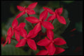 514003 Flower A4 Photo Print