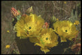 514004 Cactus Flowers A4 Photo Print