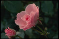 514005 Rose A4 Photo Print