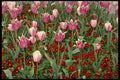 514006 Tulips And Pansies A4 Photo Print