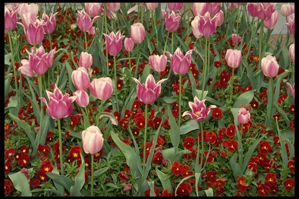 514006 Tulips And Pansies A4 Photo Print