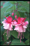 514007 Fuchsia Blossoms A4 Photo Print