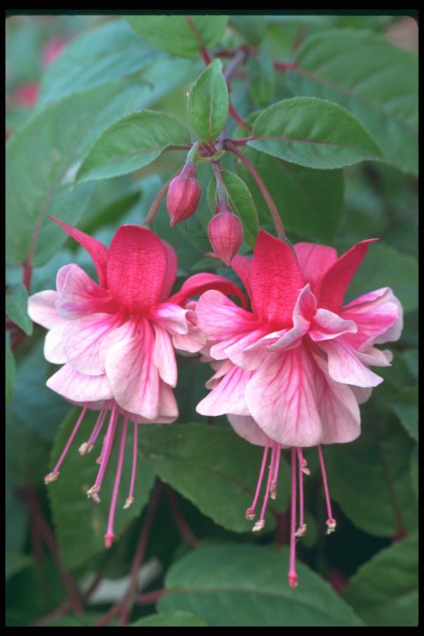 514007 Fuchsia Blossoms A4 Photo Print