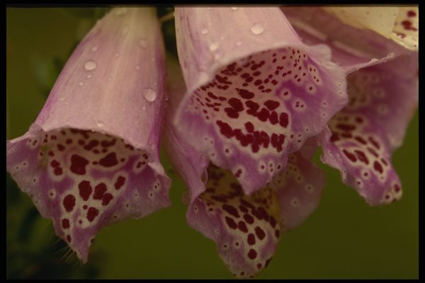 514008 Foxglove Flowers A4 Photo Print
