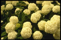 514009 Marigold Flowers A4 Photo Print