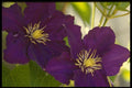 514010 Clematis Flowers A4 Photo Print
