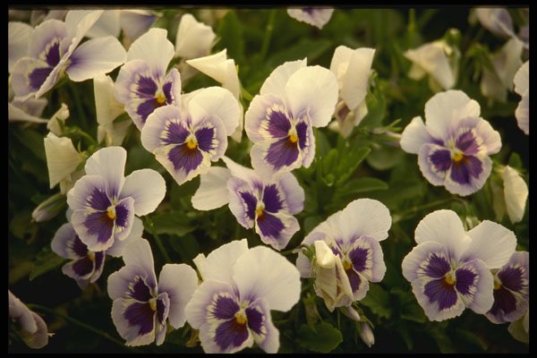 514011 Pansies A4 Photo Print
