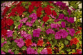 514012 Bouquet Of Begonias A4 Photo Print