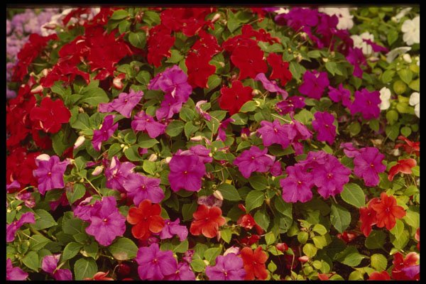514012 Bouquet Of Begonias A4 Photo Print