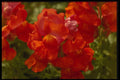 514014 Geraniums A4 Photo Print