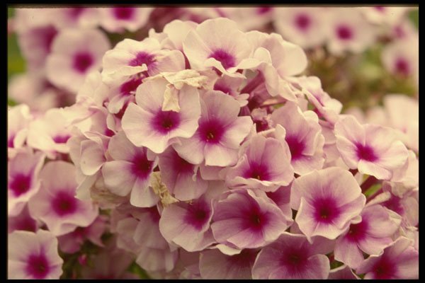 514015 Group Of Flowers A4 Photo Print
