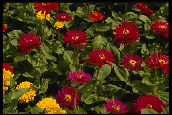 514016 Cascade Of Flowers A4 Photo Print