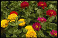 514017 Bouquet Of Flowers A4 Photo Print