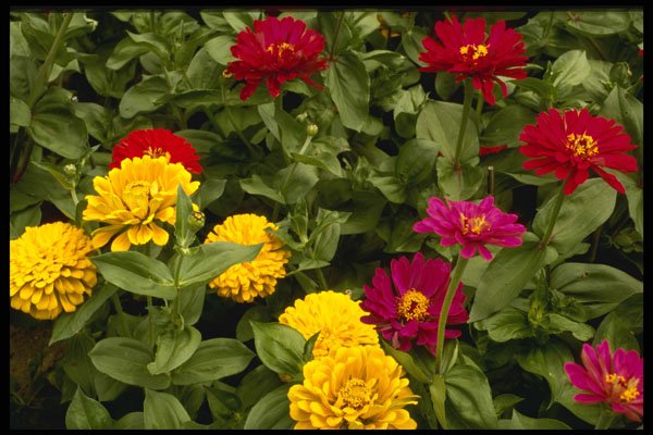 514017 Bouquet Of Flowers A4 Photo Print