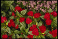 514018 Dianthus Flowers A4 Photo Print