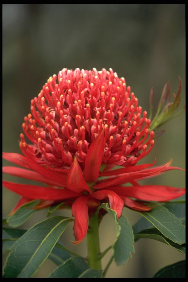 514019 Waratah In Bloom, Australia A4 Photo Print