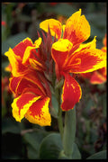 514020 Iris, Australia A4 Photo Print