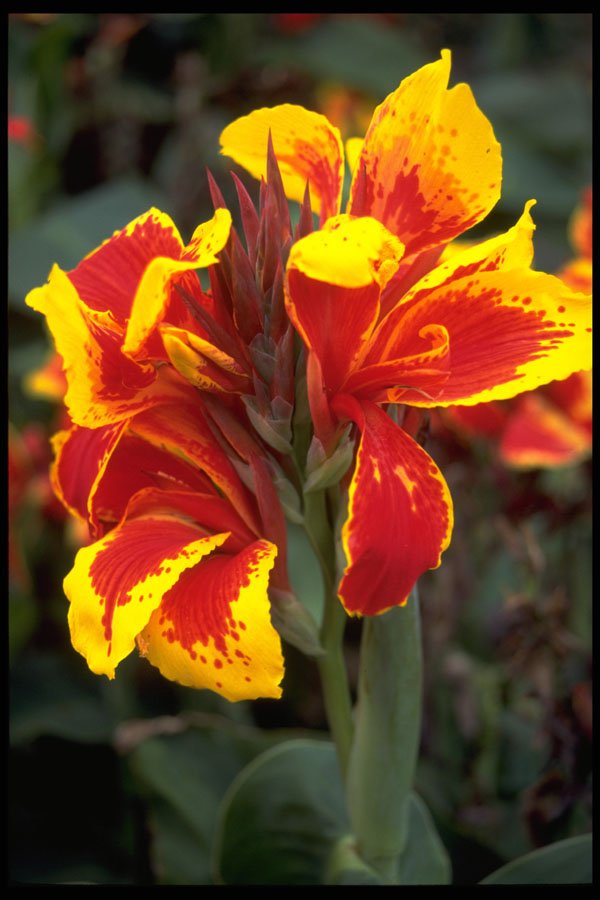 514020 Iris, Australia A4 Photo Print