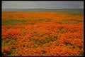 514021 Springtime poppies in bloom, California A4 Photo Print