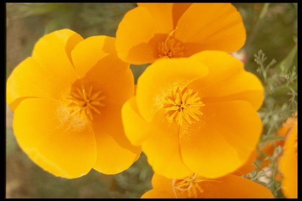 514022 California Poppies In Full Bloom A4 Photo Print