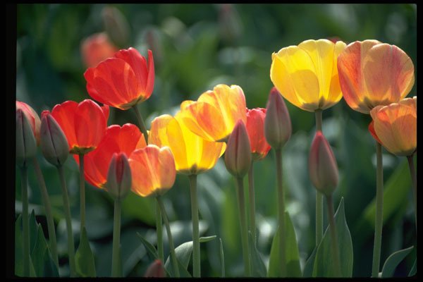 514023 Tulip Bouquet A4 Photo Print