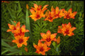 514024 Tiger Lilies A4 Photo Print