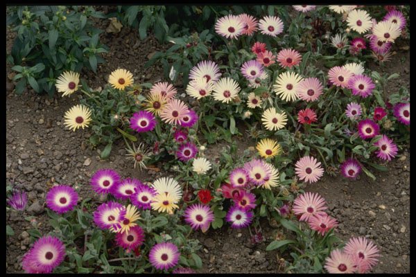 514025 Mesembryanthemum (Ice Plant) A4 Photo Print
