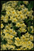 514026 Primroses A4 Photo Print