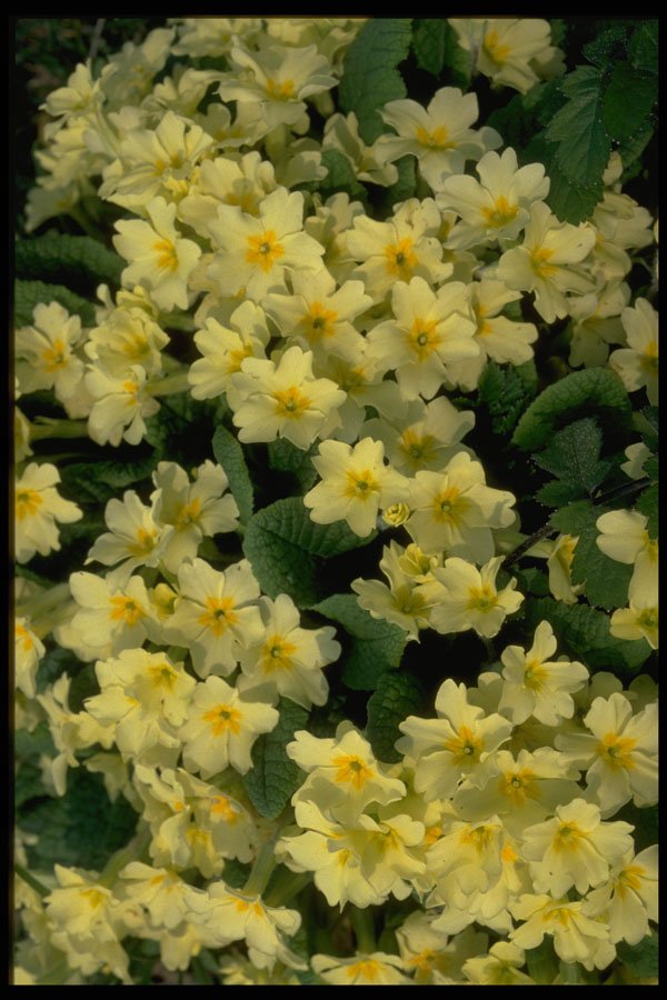 514026 Primroses A4 Photo Print