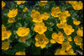 514027 Marsh Marigold A4 Photo Print
