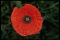514028 Poppy A4 Photo Print