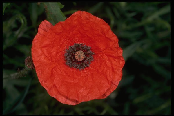 514028 Poppy A4 Photo Print