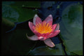 514029 Water Lily A4 Photo Print