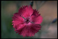 514030 Chaddar Pink A4 Photo Print
