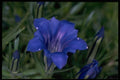 514031 Gentian A4 Photo Print
