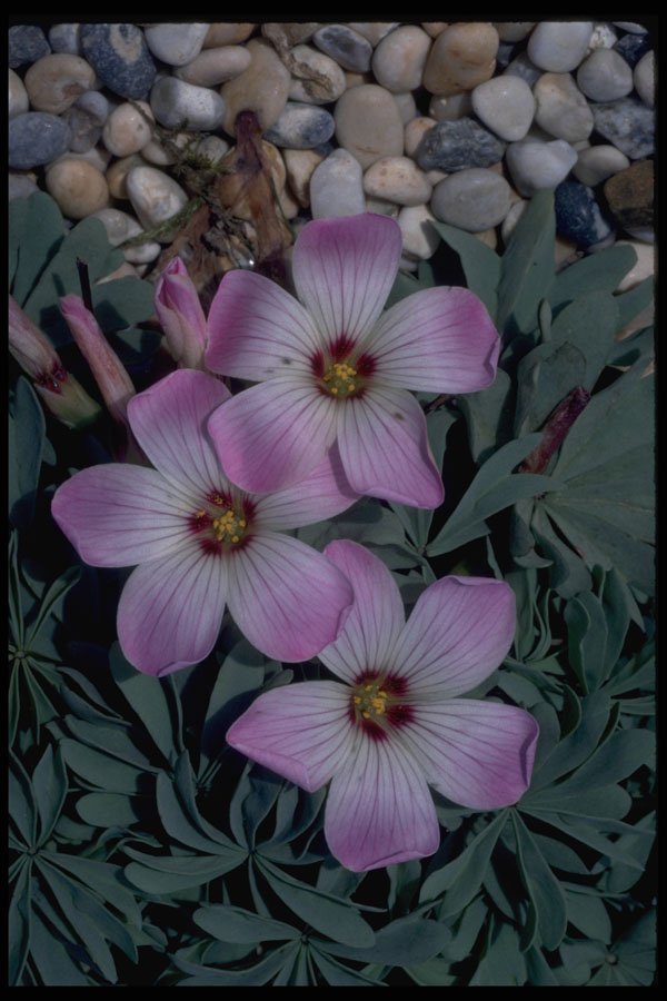 514032 Oxalis A4 Photo Print