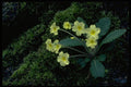 514033 Primrose A4 Photo Print