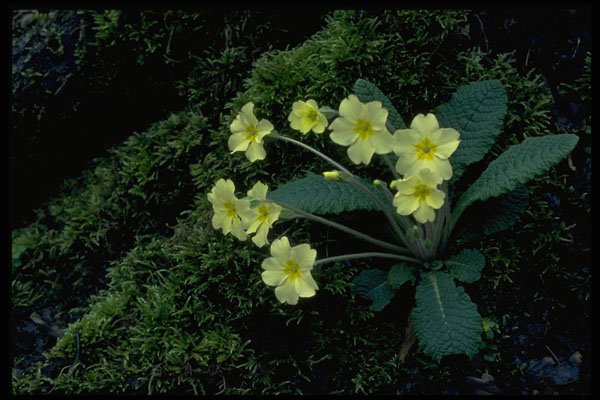 514033 Primrose A4 Photo Print