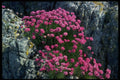 514034 Thrift A4 Photo Print