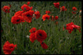 514035 Common Poppies A4 Photo Print