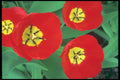 514036 Tulip A4 Photo Print